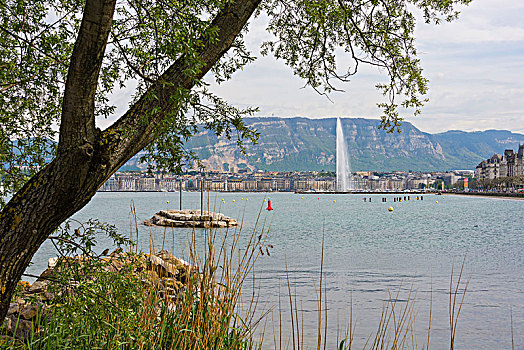 风景,湖,喷泉,喷气式飞机,正面,水岸,日内瓦,日内瓦州,西部,瑞士