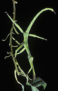 竹节虫,模仿,枝条,西班牙