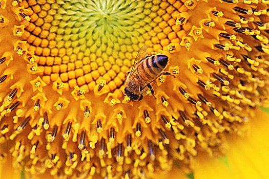 特写,蜜蜂,向日葵,花蜜,收集