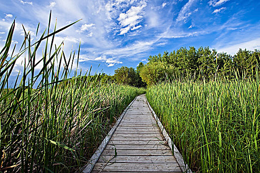 木板路,湿地,海滩,省立公园,曼尼托巴,加拿大