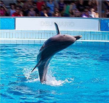 海豚,跳跃
