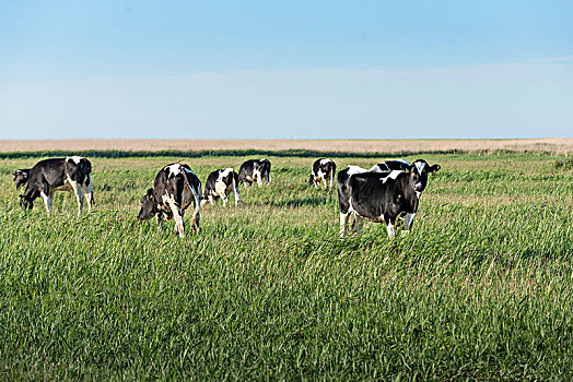 德国,下萨克森,东方,母牛,草场,靠近