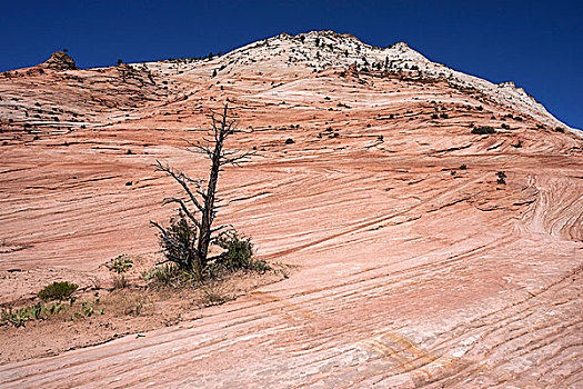 砂岩,岩石构造,清晰,溪流,锡安国家公园,犹他,美国,北美