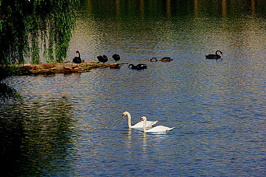 重庆野生动物园内的天鹅湖里的鹅
