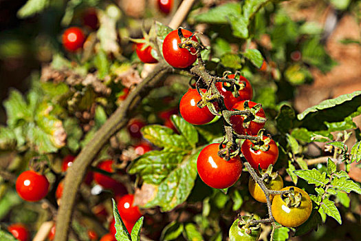 西红柿,植物