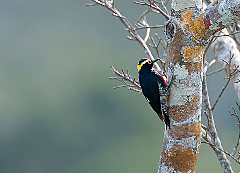 啄木鸟,亚马逊河,秘鲁,南美