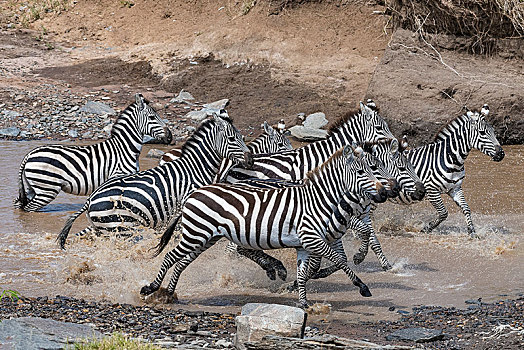 斑马,马,驰骋,马拉河,马赛马拉,肯尼亚,非洲