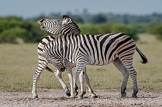 斑马,争执,国家公园,博茨瓦纳,非洲