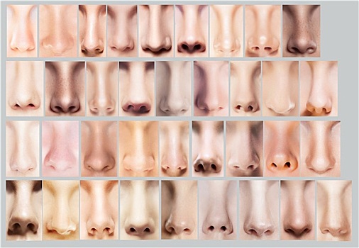 身体部位,品种,鼻子,鼻孔