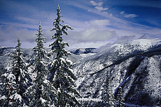 树,积雪,风景,滑雪,山谷,新墨西哥,美国