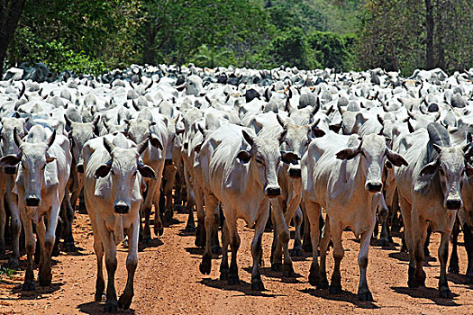 牛,牧群,途中,潘塔纳尔,巴西