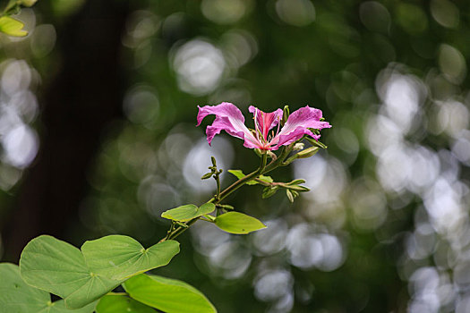 紫荆花