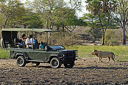男性,狮子,走,过去,游客,坐,旅游,交通工具,禁猎区,坦桑尼亚,非洲