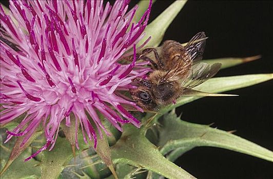 蜜蜂,昆虫,紫色,花,沃伦邦格尔国家公园,澳大利亚,动物