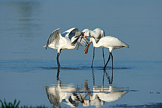 白琵鷺,自然保护区,弗莱福兰,荷兰
