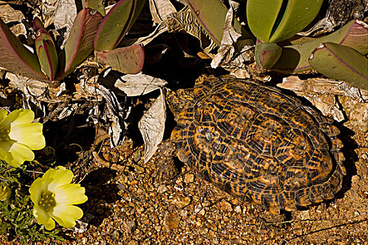 龟,成年,植物,纳马夸兰,北开普,南非
