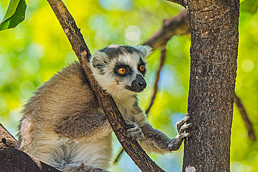 madagascar马达加斯加环尾狐猴子在树上