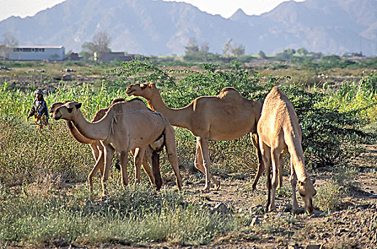骆驼,也门