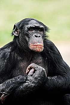 倭黑猩猩,非洲,俘获,德国,欧洲