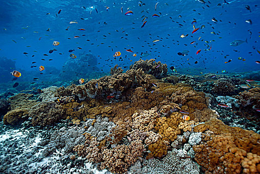 珊瑚,花园,热带鱼,巴厘岛,印度尼西亚,亚洲