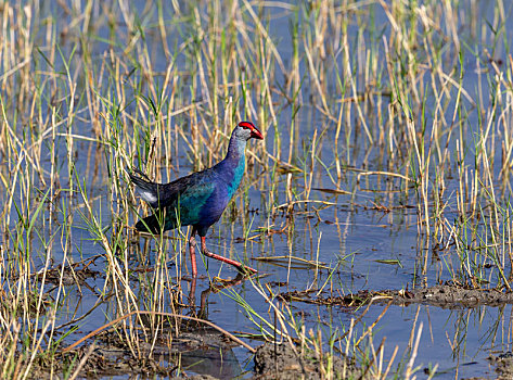 自然状态下在沼泽地觅食的紫水鸡