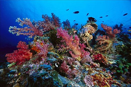 珊瑚礁,景色,脚,深,所罗门群岛