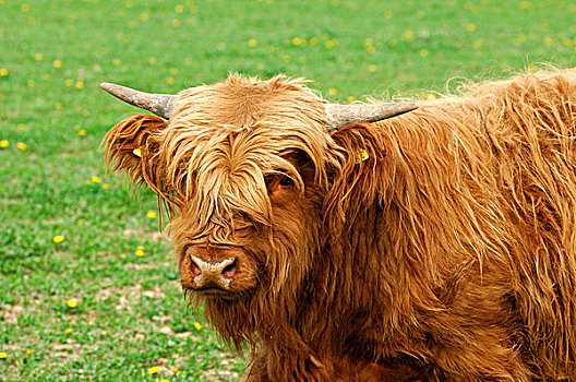小公牛,苏格兰高原牛