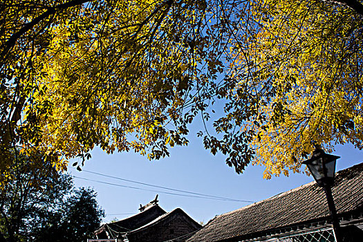 北京胡同的秋色