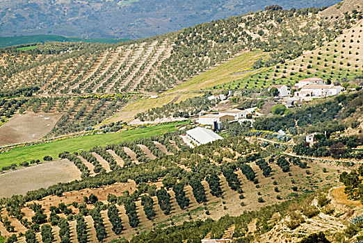 橄榄树,安达卢西亚,西班牙
