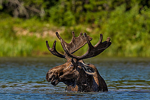 驼鹿,进食,边远地区,湖,冰川国家公园,蒙大拿,美国
