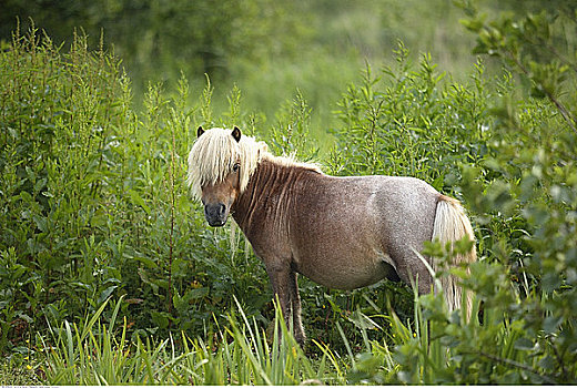马,靠近,自然保护区,上艾瑟尔省,荷兰