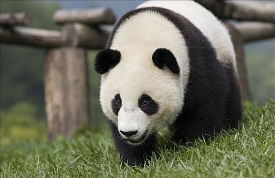 大熊猫,老,幼兽,卧龙自然保护区,濒危,中国