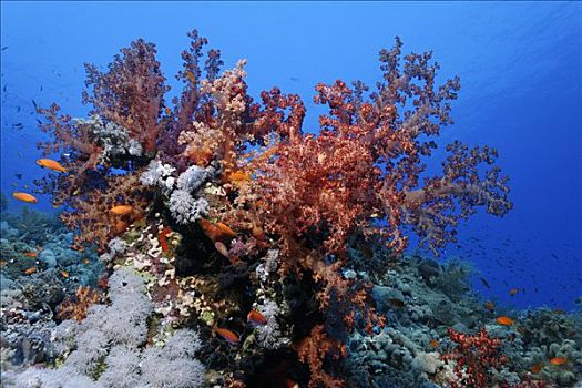 彩色,珊瑚礁,石头,珊瑚,仙女,兄弟群岛,红海,埃及,非洲