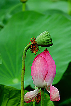 荷花,莲花,花卉