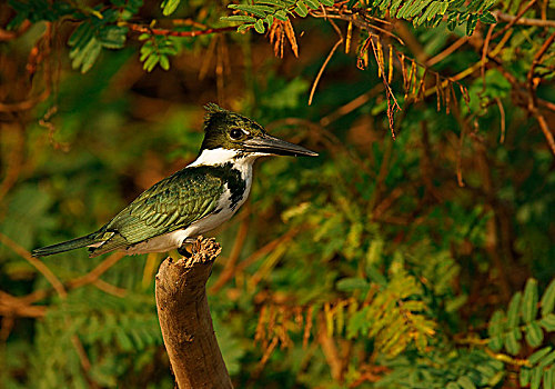 亚马逊河,翠鸟,亚马逊河鹦鹉,坐在树上,枝条,雌性,潘塔纳尔,巴西,南美