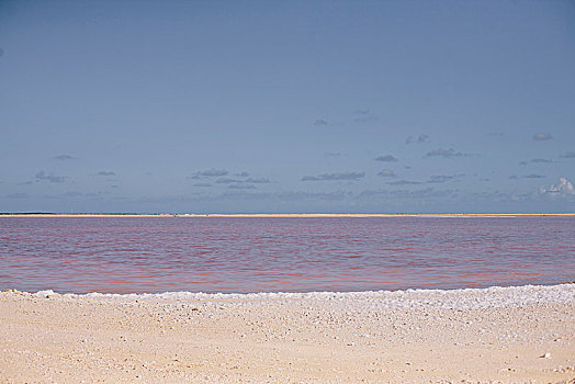 粉色,盐湖,博奈尔岛,岛屿