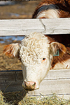 年轻,母牛,看穿,栅栏,不列颠哥伦比亚省,加拿大