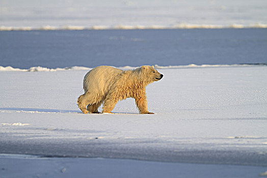 北美,美国,阿拉斯加,北极,野生动植物保护区,北极熊