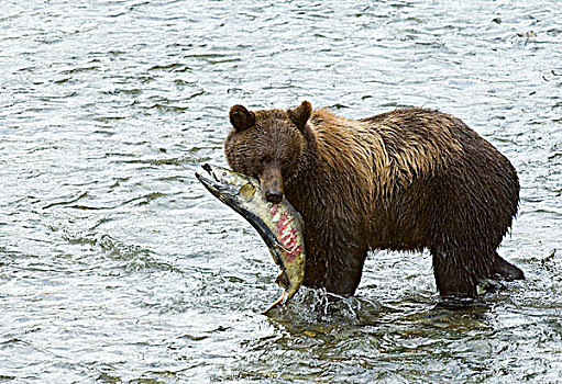 大灰熊,棕熊,成年,三文鱼,雄性,抓住,鱼,溪流,通加斯国家森林,阿拉斯加,美国