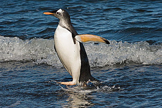 巴布亚企鹅,南乔治亚