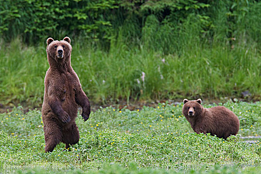 棕熊,母熊,站立,警惕,一岁,幼兽,背景,威廉王子湾,阿拉斯加,夏天