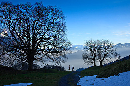 两个,滑雪,登山,框架,大,树,剪影,后面,莱茵河,山谷,阿彭策尔,阿尔卑斯山,瑞士,欧洲