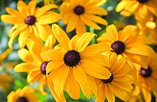 亮黄色,黄雏菊属植物,黑眼苏珊花,花,花园