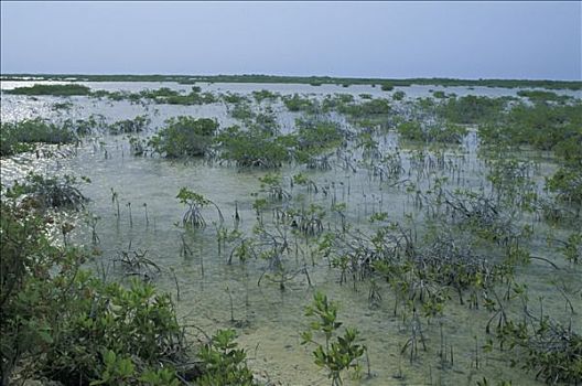 古巴,红树林,沼泽