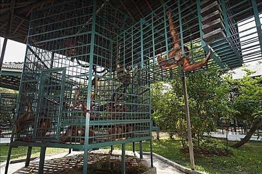 猩猩,中心,隔离,设施,中加里曼丹省,婆罗洲,印度尼西亚