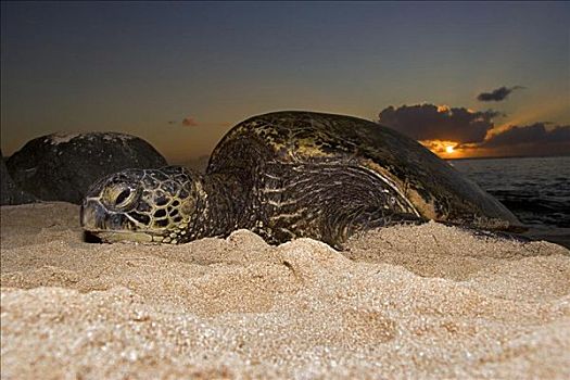夏威夷,瓦胡岛,绿海龟,龟类,海滩,日落