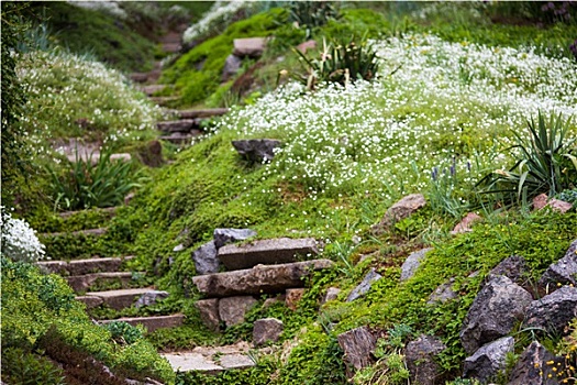 石头,楼梯,绿色,花园