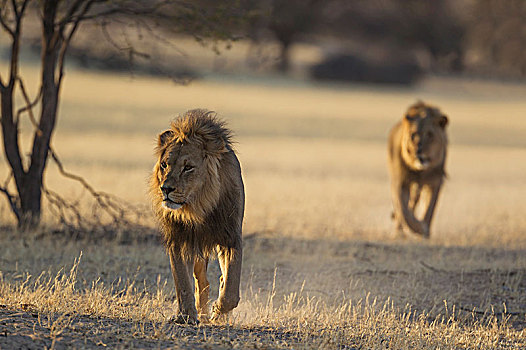 狮子,两个,雄性,漫游,干燥,河床,卡拉哈里沙漠,卡拉哈迪大羚羊国家公园,南非,非洲