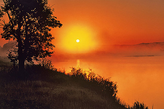 剪影,树,日出,湖,瓦特顿湖国家公园,艾伯塔省,加拿大
