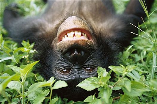 倭黑猩猩,微笑,地上,刚果